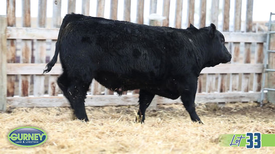 Lot 33 - Gurney True North 4M
